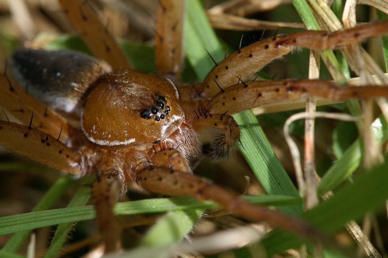 Dolomedes_plantarius_D5155_Z_90_Canal du Nivernais_Frankrijk.jpg